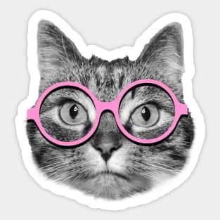 Cat wearing pink glasses Sticker